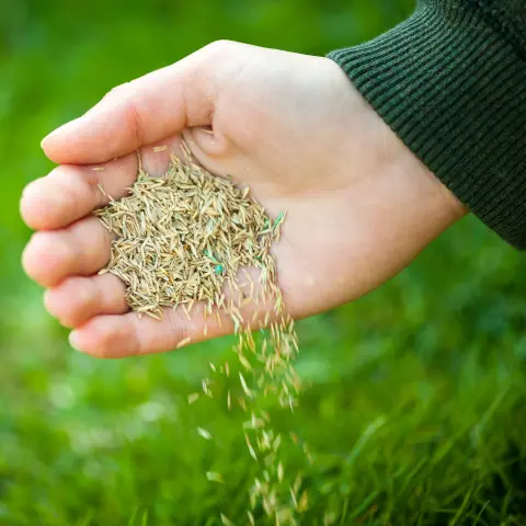 Grass Seed